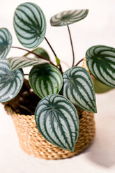 Peperomia argyreia "Watermelon"